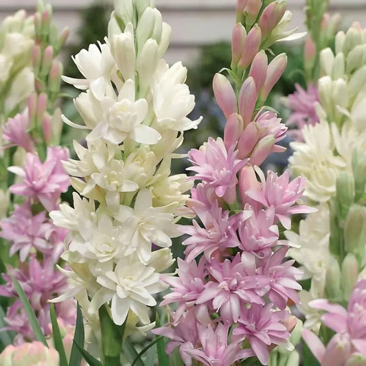 Rajnigandha Double Petal Tuberose Bulbs Pack of 2