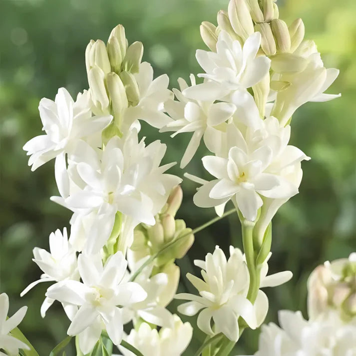 Rajnigandha Double Petal Tuberose Bulbs Pack of 2