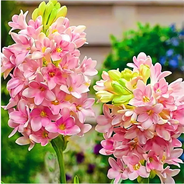 Rajnigandha Double Petal Tuberose Bulbs Pack of 2