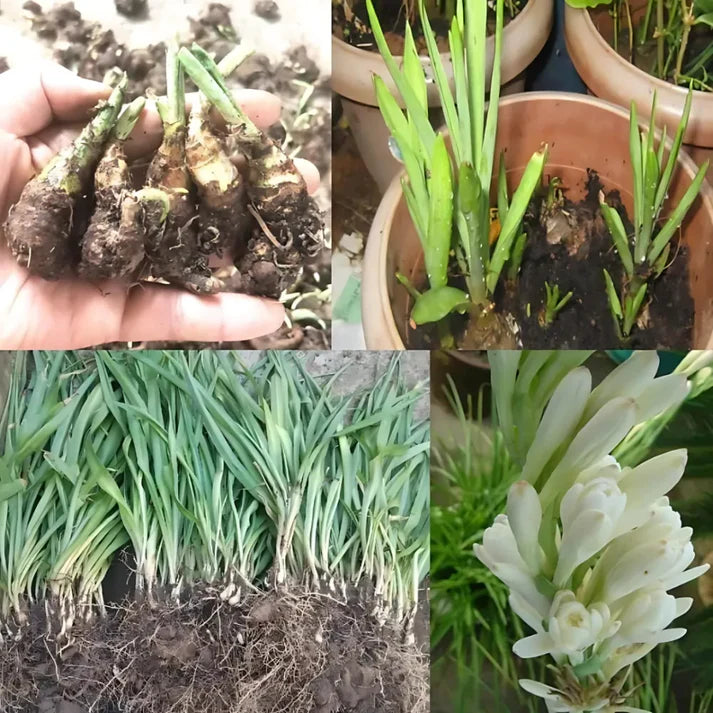 Rajnigandha Double Petal Tuberose Bulbs Pack of 2